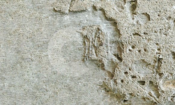 Understanding the Visual Power of Rough Weathered Tree Bark Textures in Digital Design
